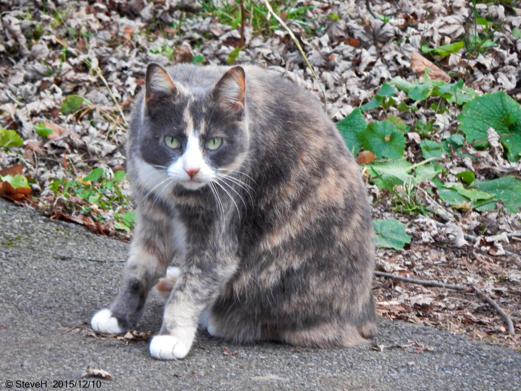 DSCN2493.jpg