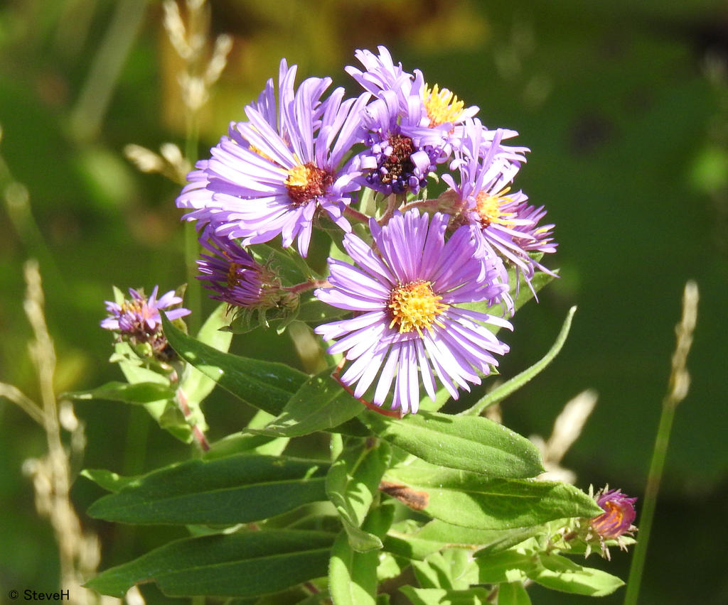 DSCN2540.jpg