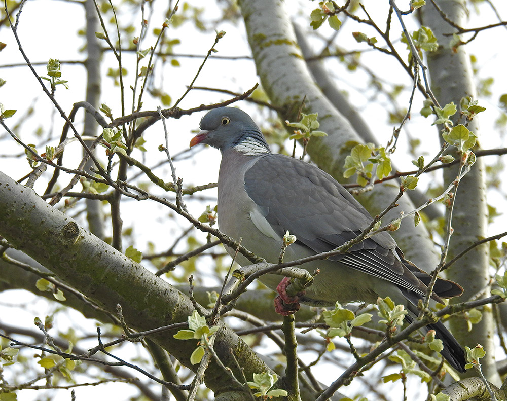 DSCN2635.jpg