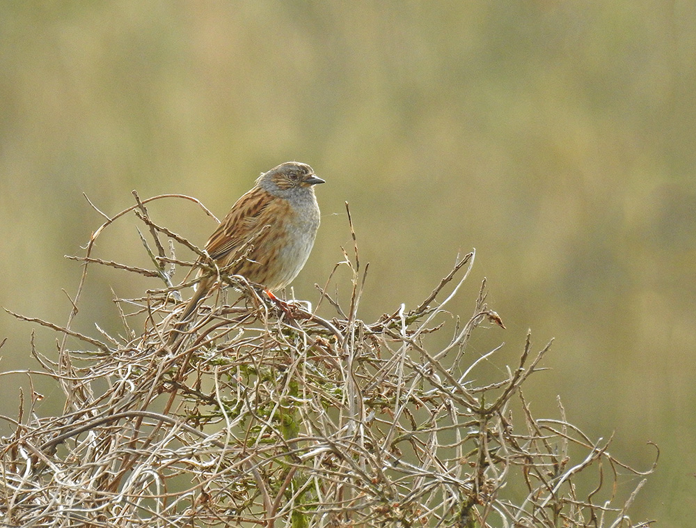 DSCN2690.jpg
