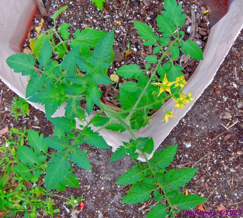 DSCN2711_001.JPG