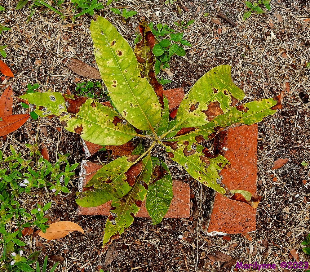 DSCN2718_001.JPG
