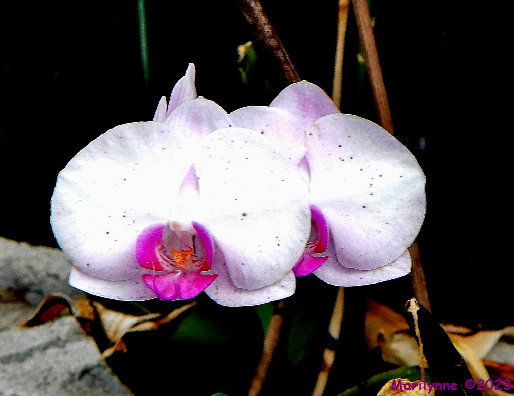 DSCN2779_001.JPG