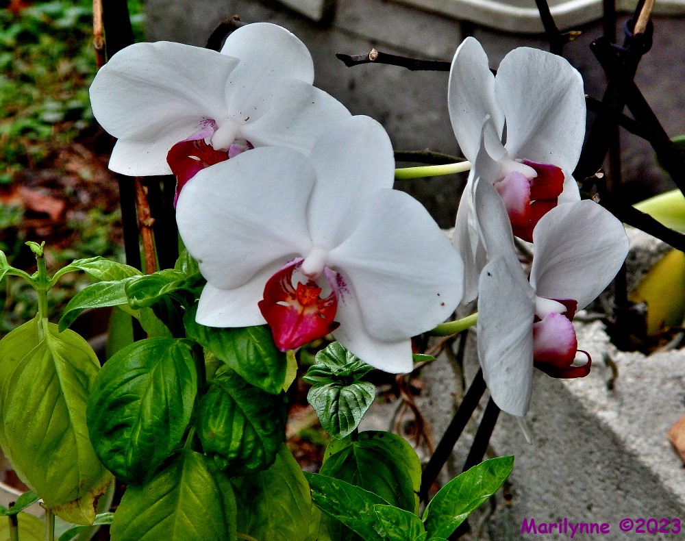 DSCN2780_001.JPG