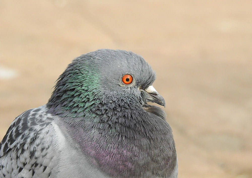 DSCN2805.jpg