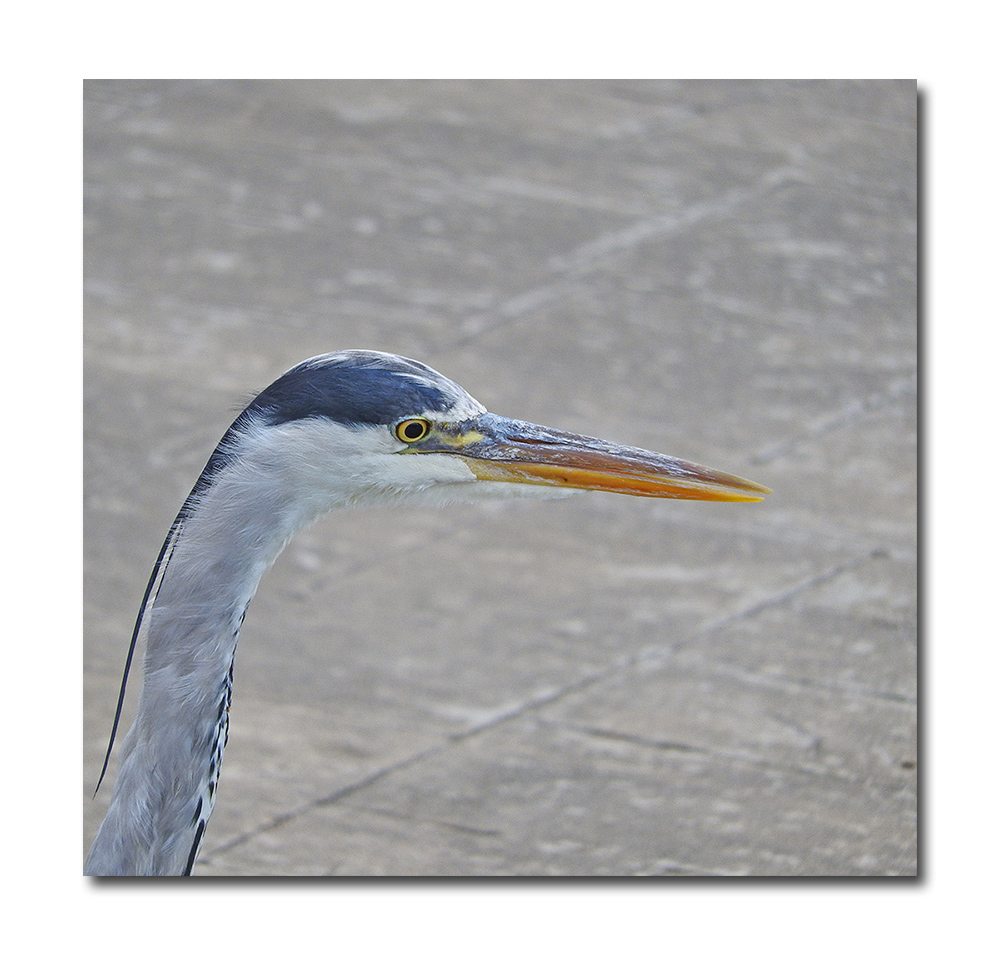 DSCN2956.jpg