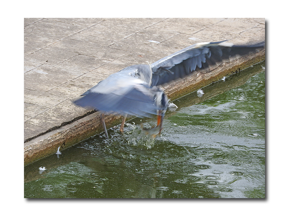 DSCN2958.jpg