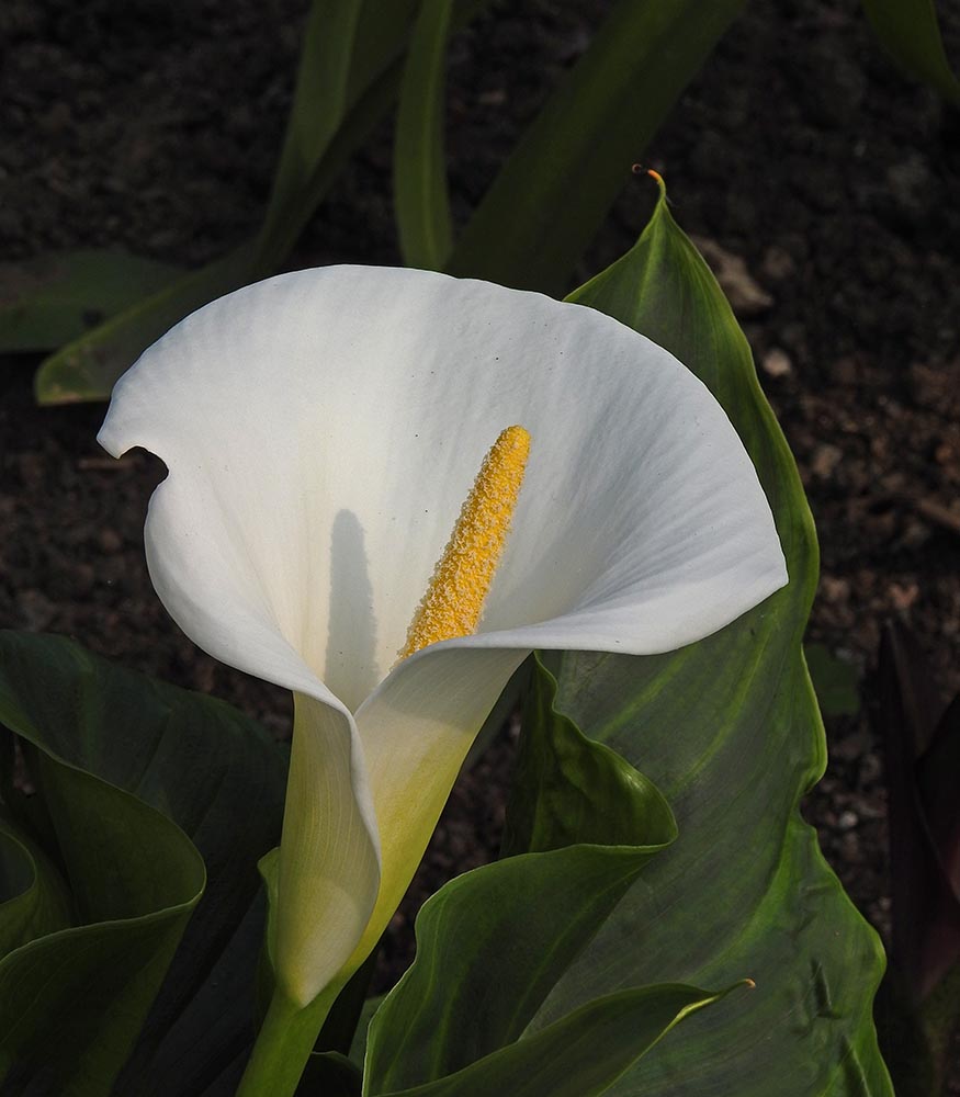DSCN3247.jpg