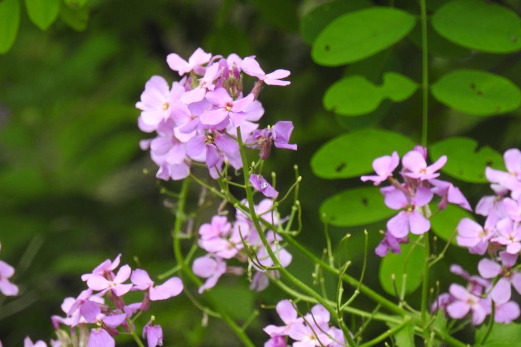 DSCN3352.jpg