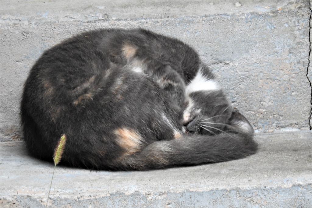 DSCN3732.jpg
