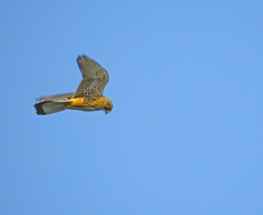 DSCN3796.jpg