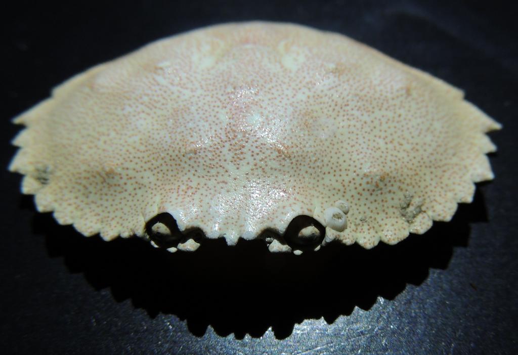 DSCN4089.jpg