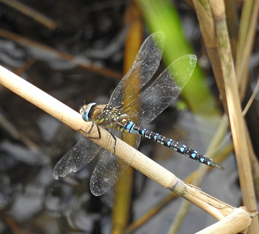 DSCN4345.jpg