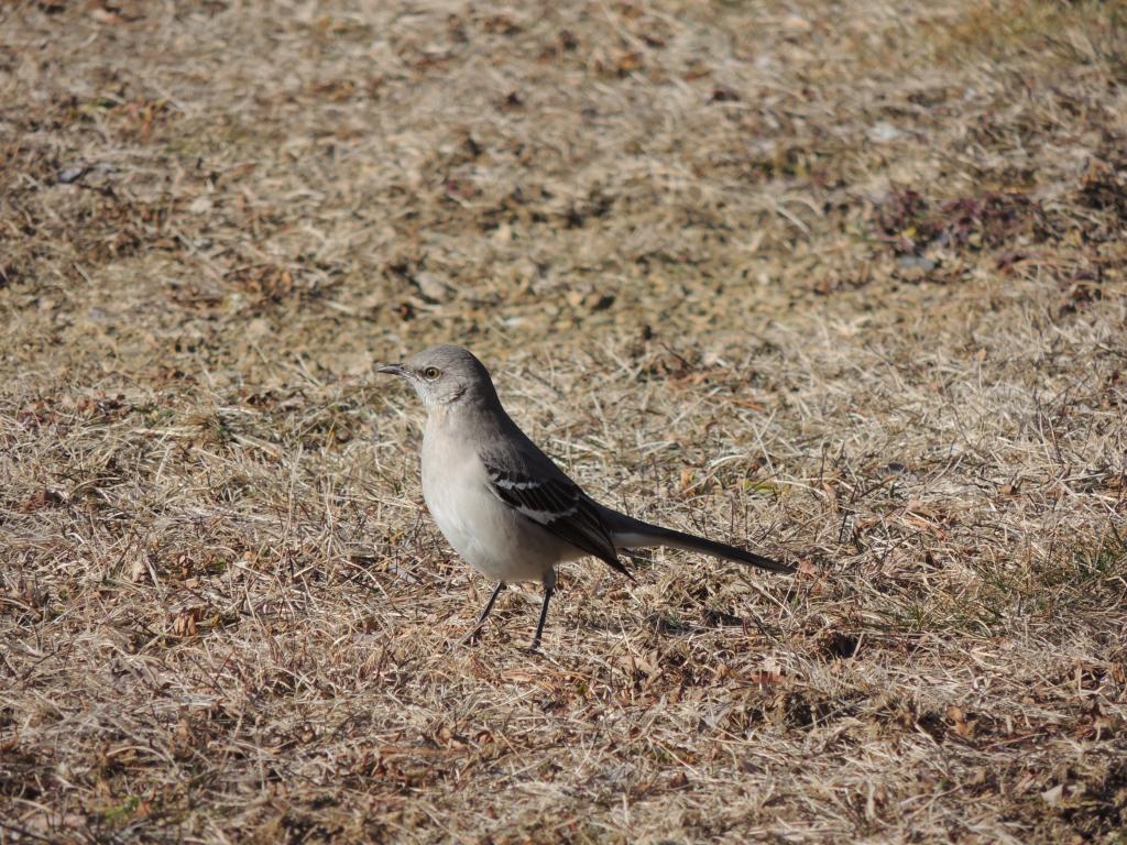 DSCN6096.jpg