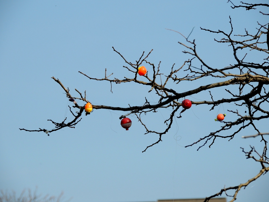 DSCN7940a.jpg