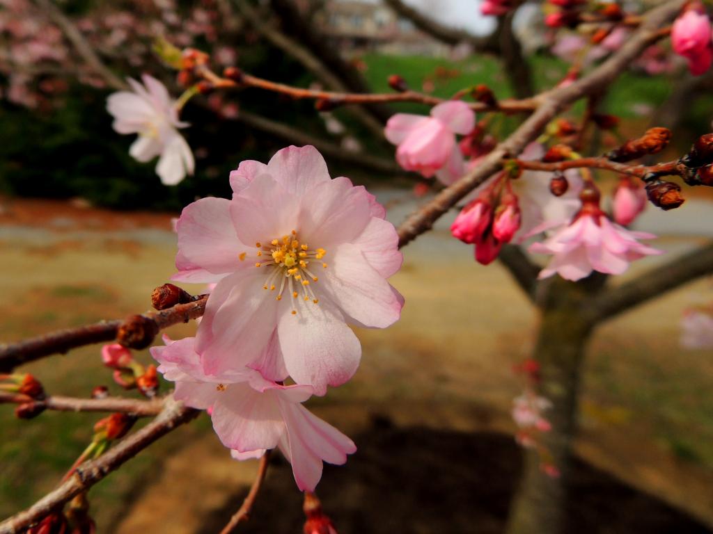 DSCN8421.jpg