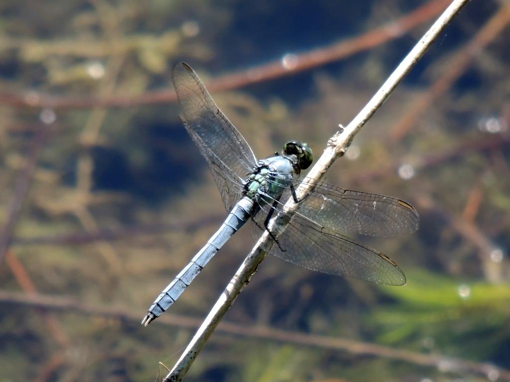 DSCN8951.jpg