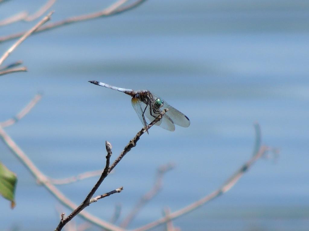 DSCN8952.jpg