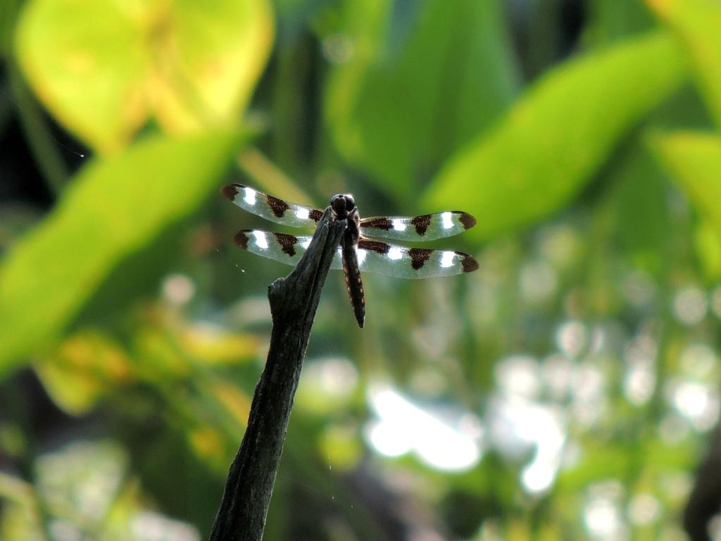 DSCN8954.jpg