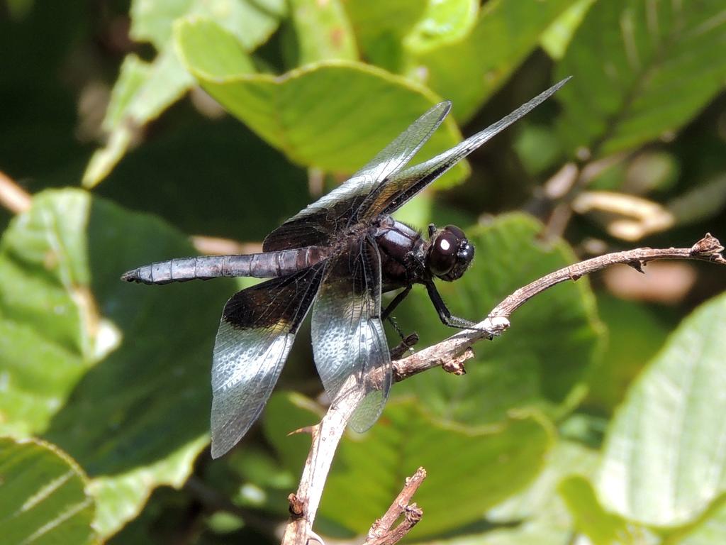 DSCN8955.jpg