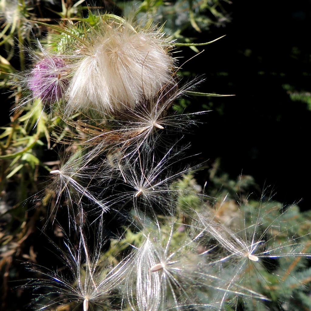 DSCN8962.jpg