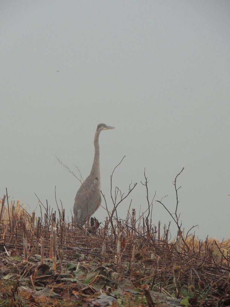 DSCN8975.jpg