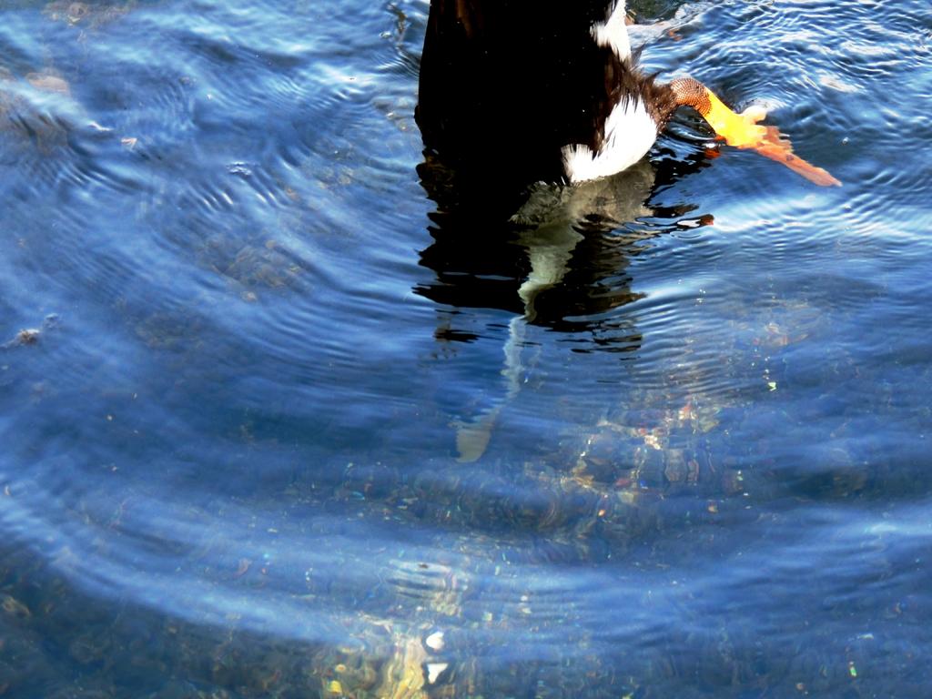 DSCN8981.jpg