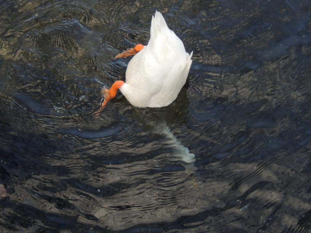 DSCN8985.jpg