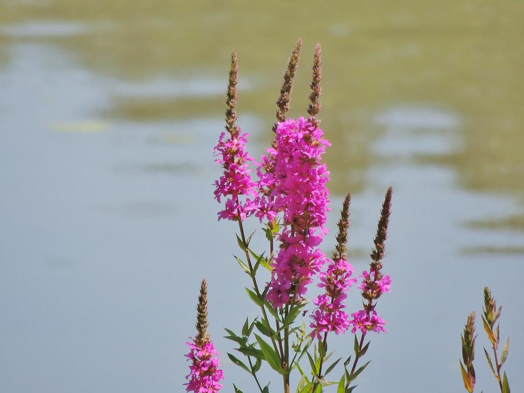 DSCN9028.jpg