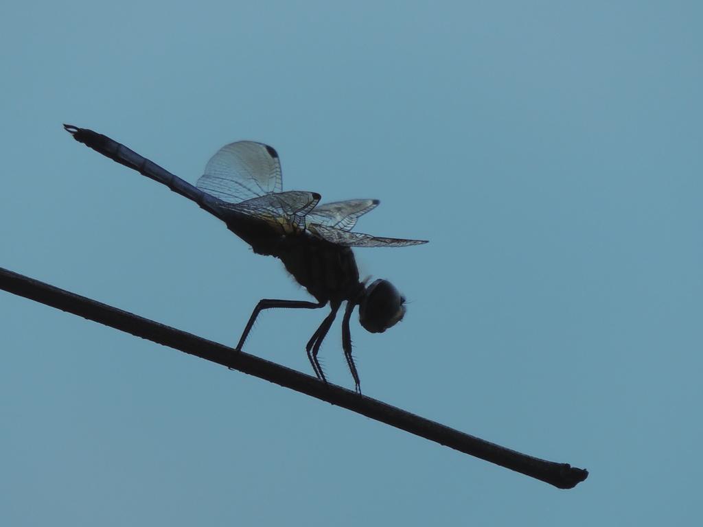 DSCN9036.jpg