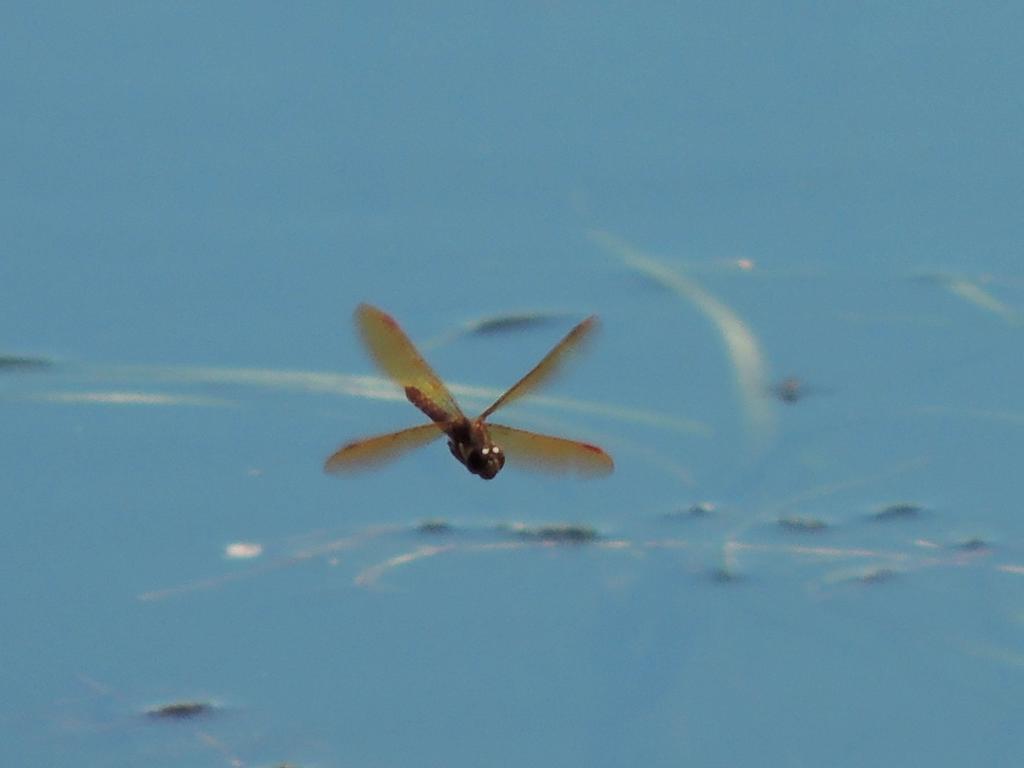DSCN9046.jpg