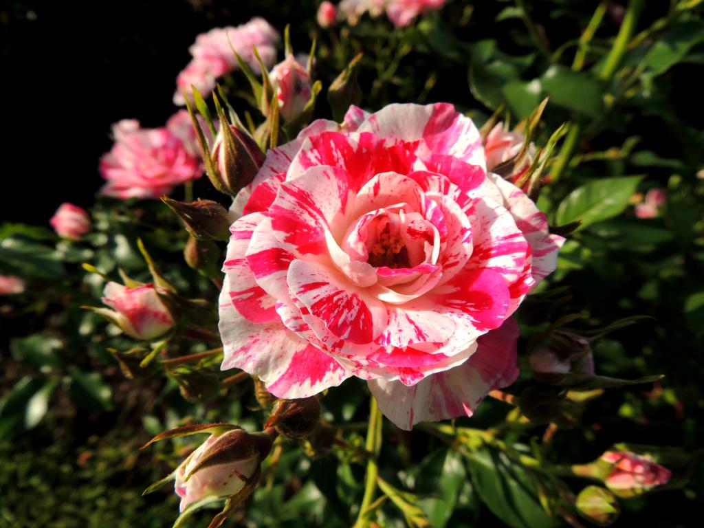DSCN9064.jpg