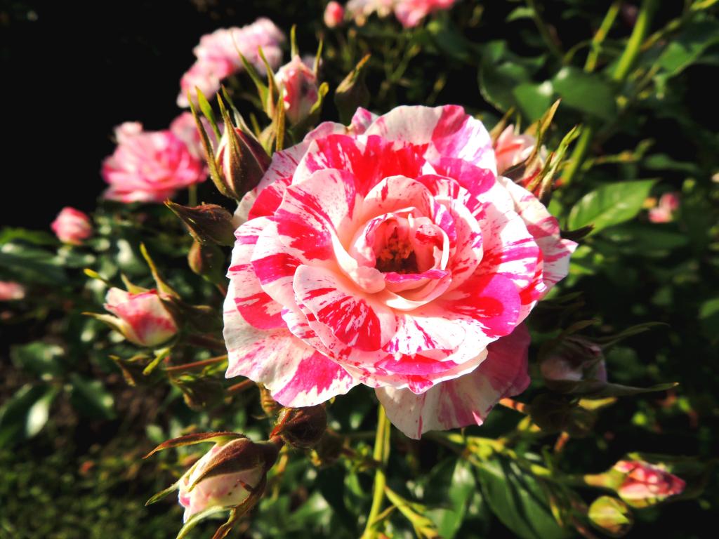 DSCN9064.jpg