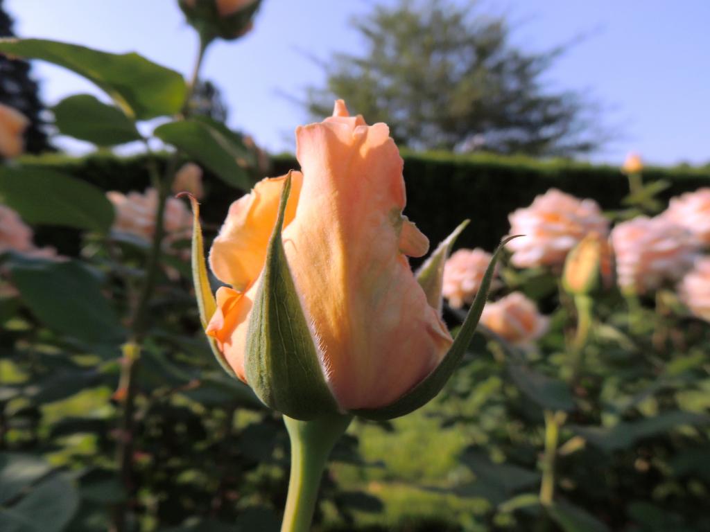 DSCN9066.jpg