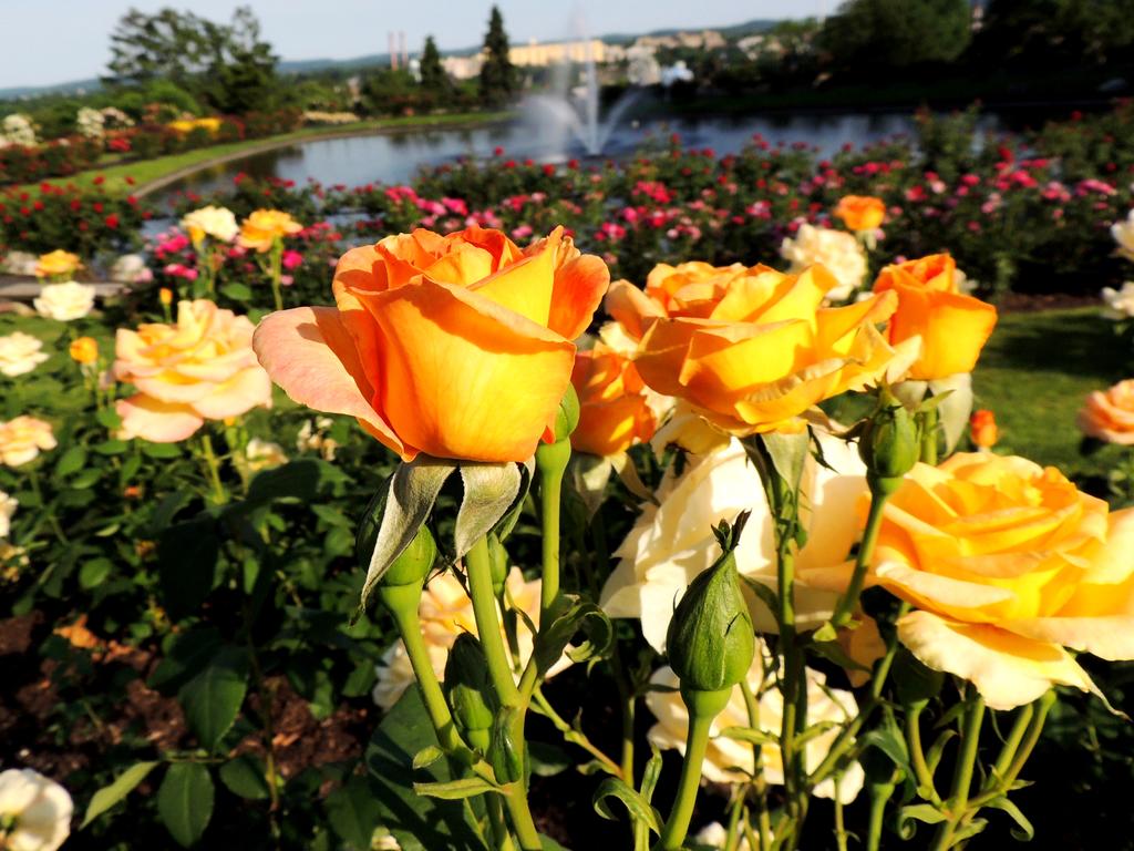 DSCN9075.jpg