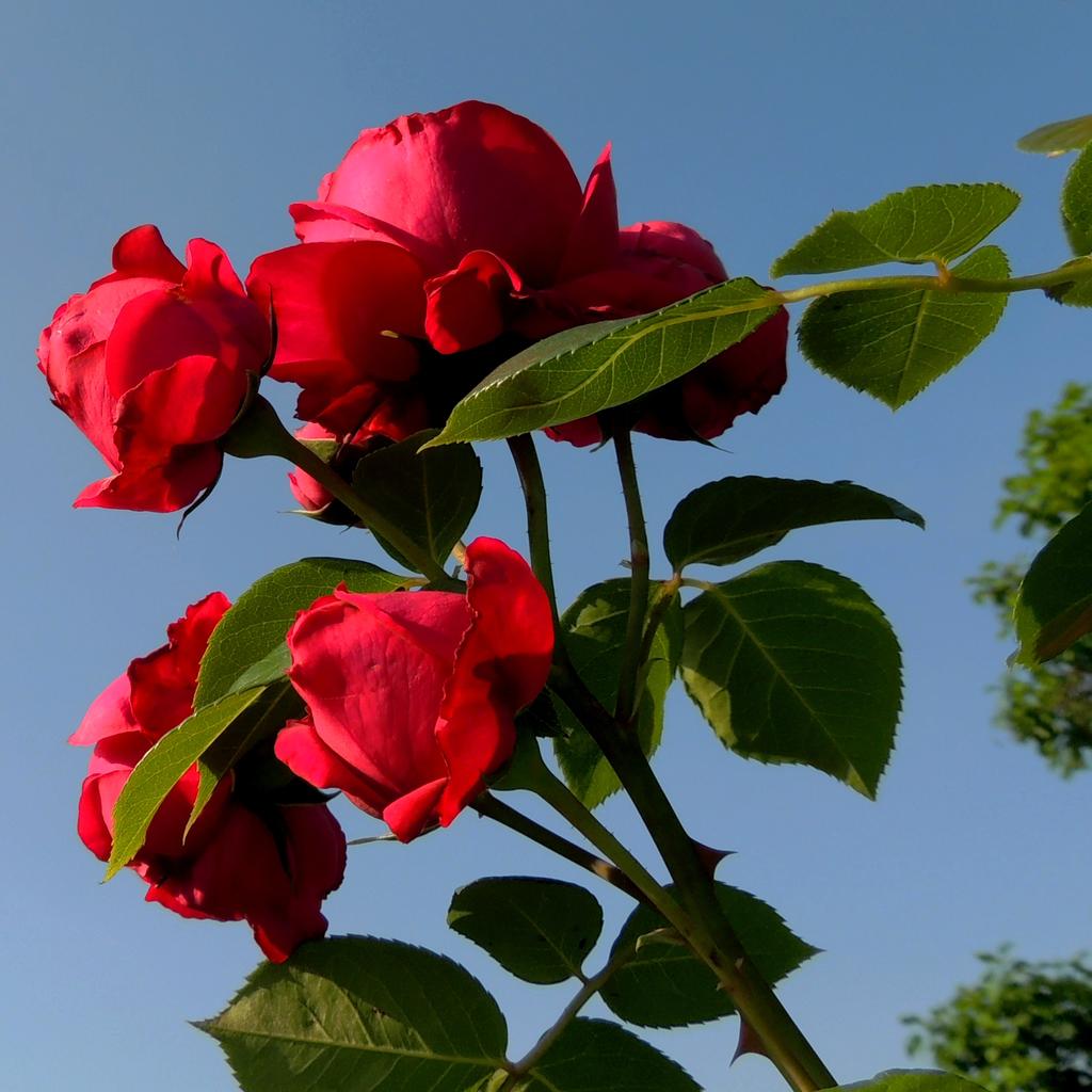 DSCN9089.jpg