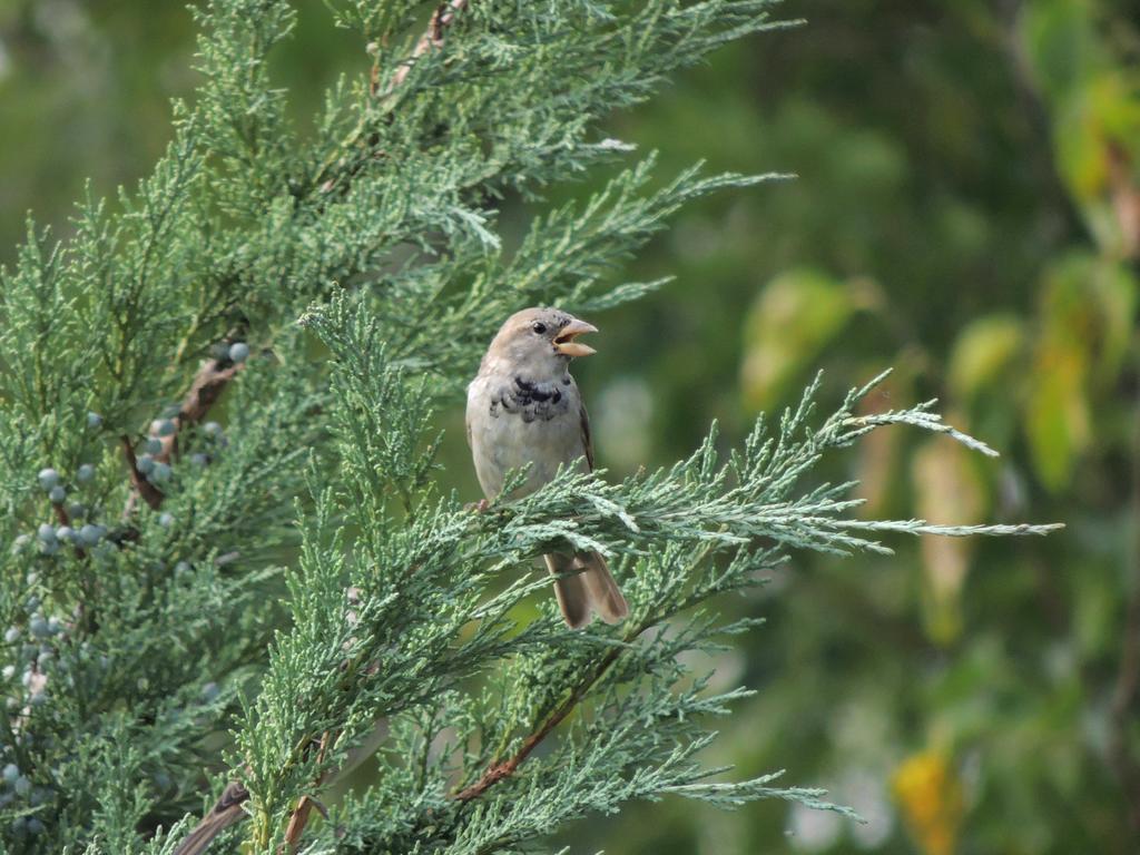 DSCN9092.jpg
