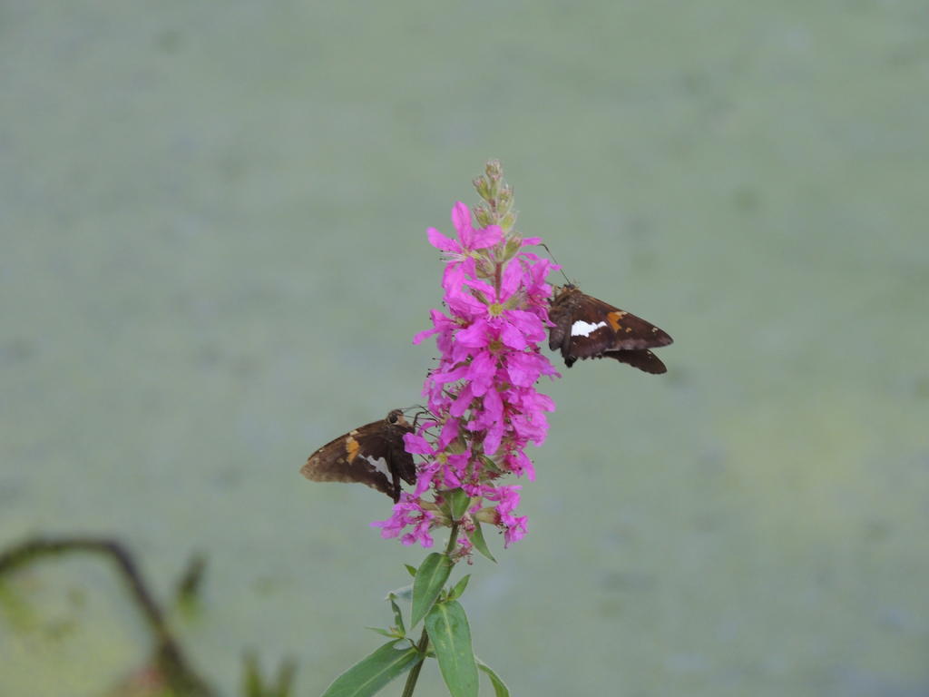 DSCN9106.jpg