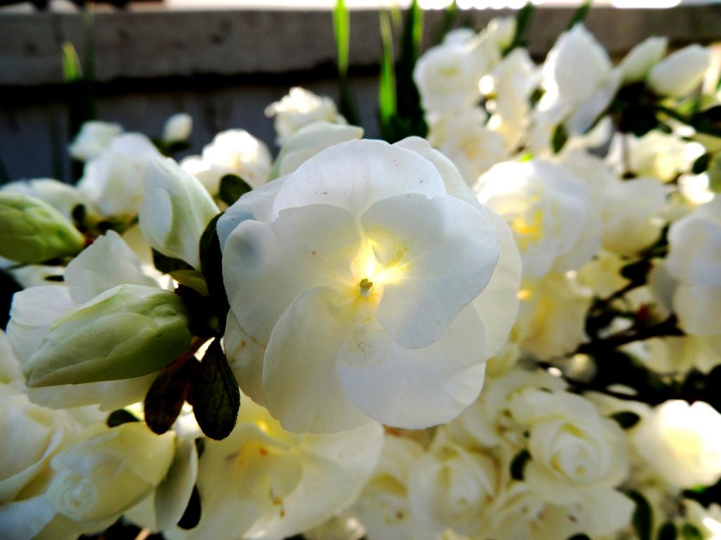 DSCN9114.jpg
