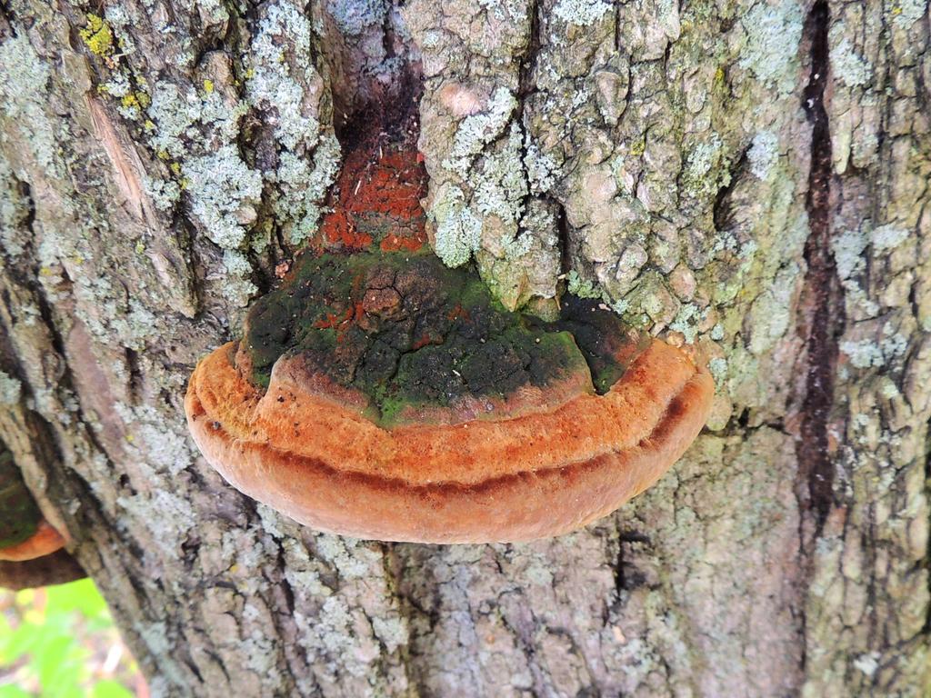 DSCN9124.jpg