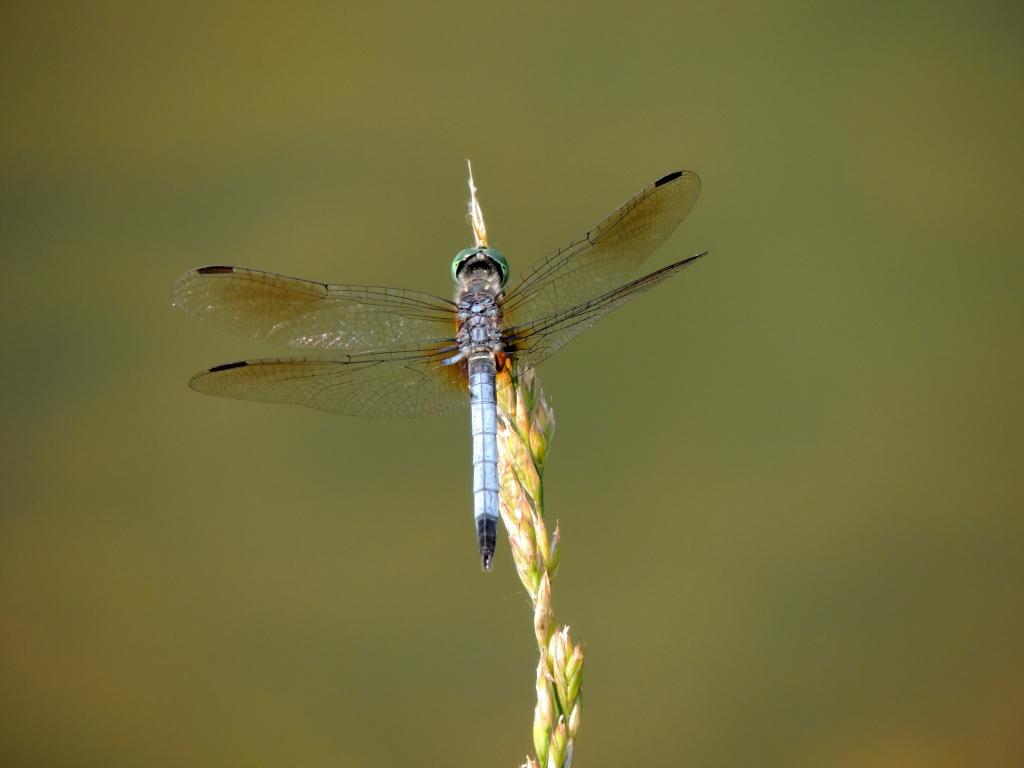 DSCN9130.jpg