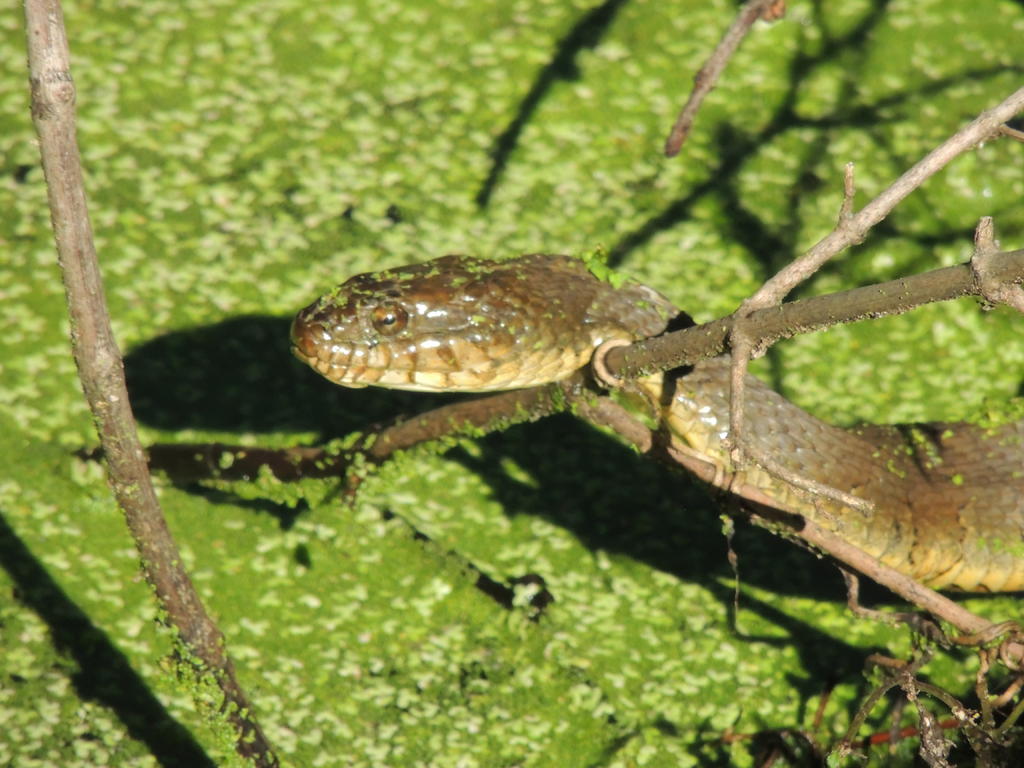 DSCN9161.jpg