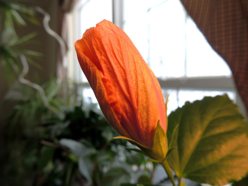 DSCN9224.jpg
