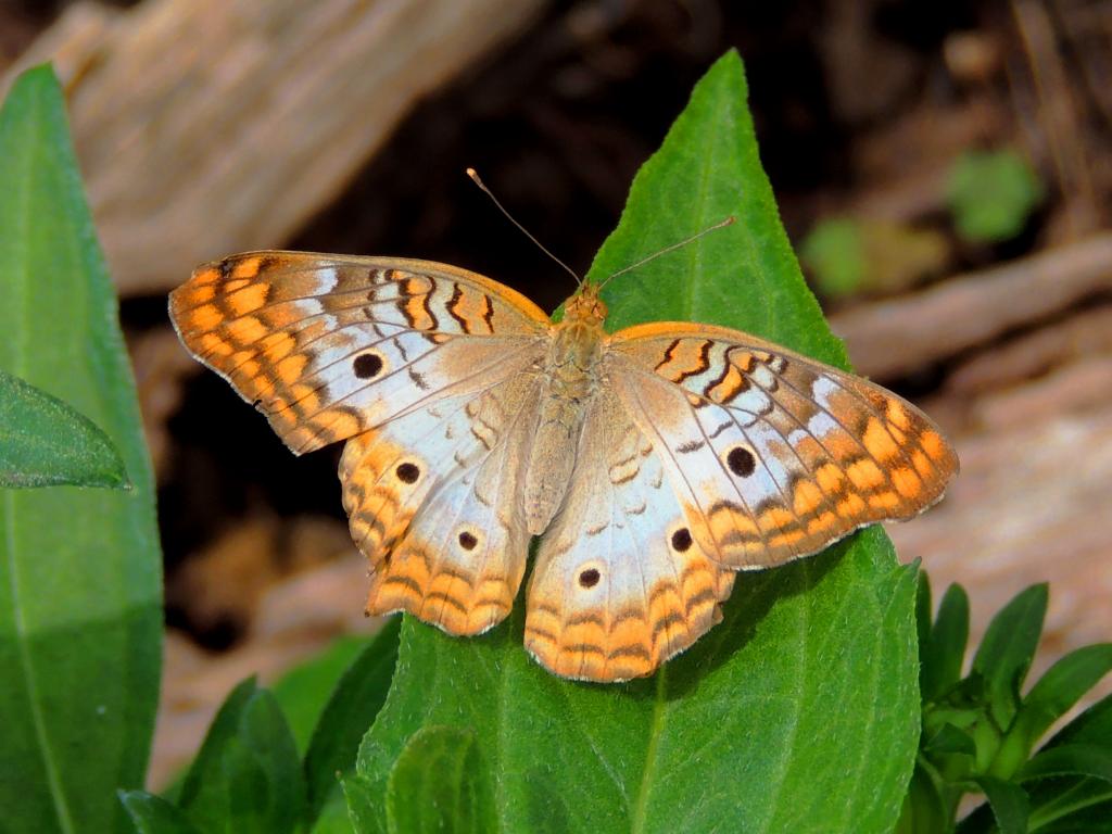 DSCN9267.jpg