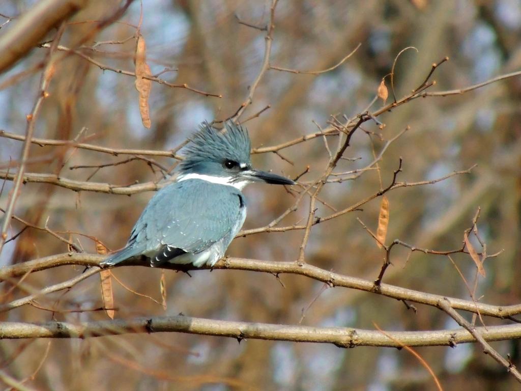 DSCN9273.jpg