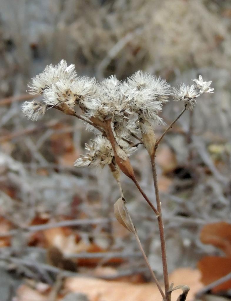 DSCN9288.jpg