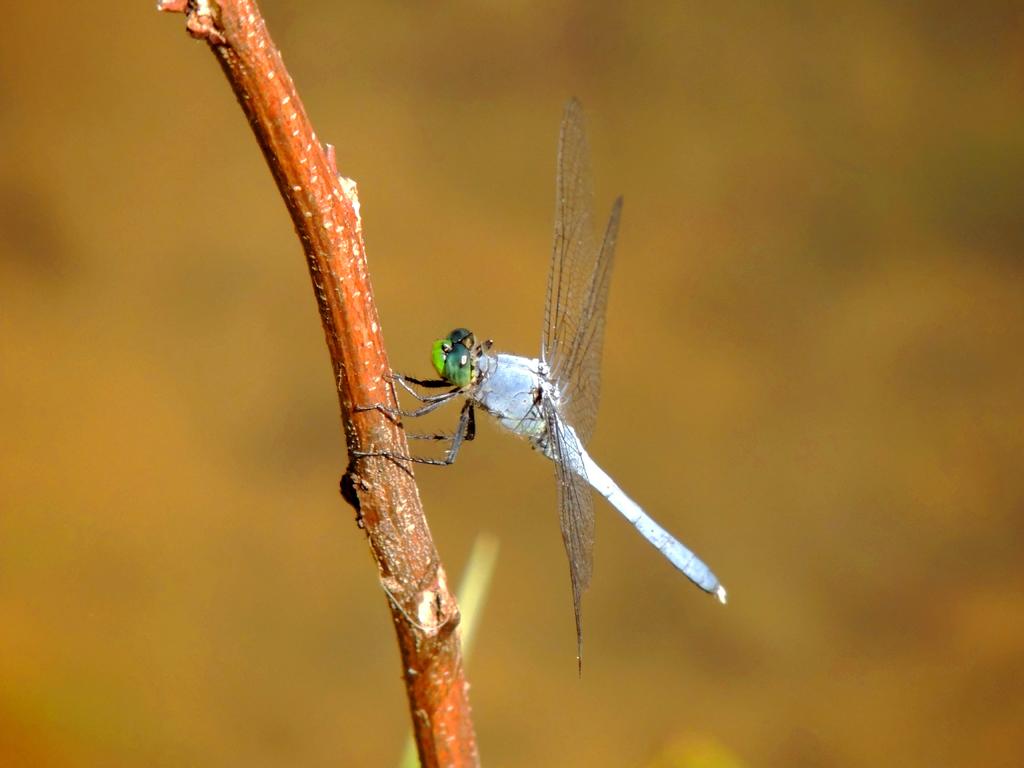 DSCN9292.jpg