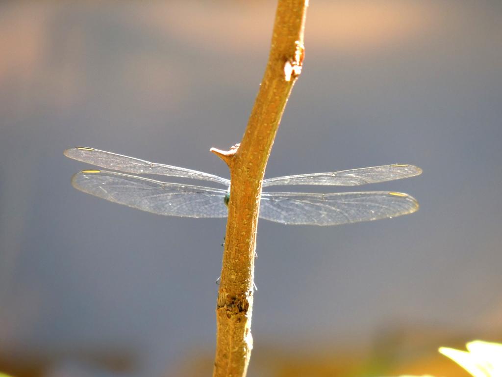 DSCN9294.jpg
