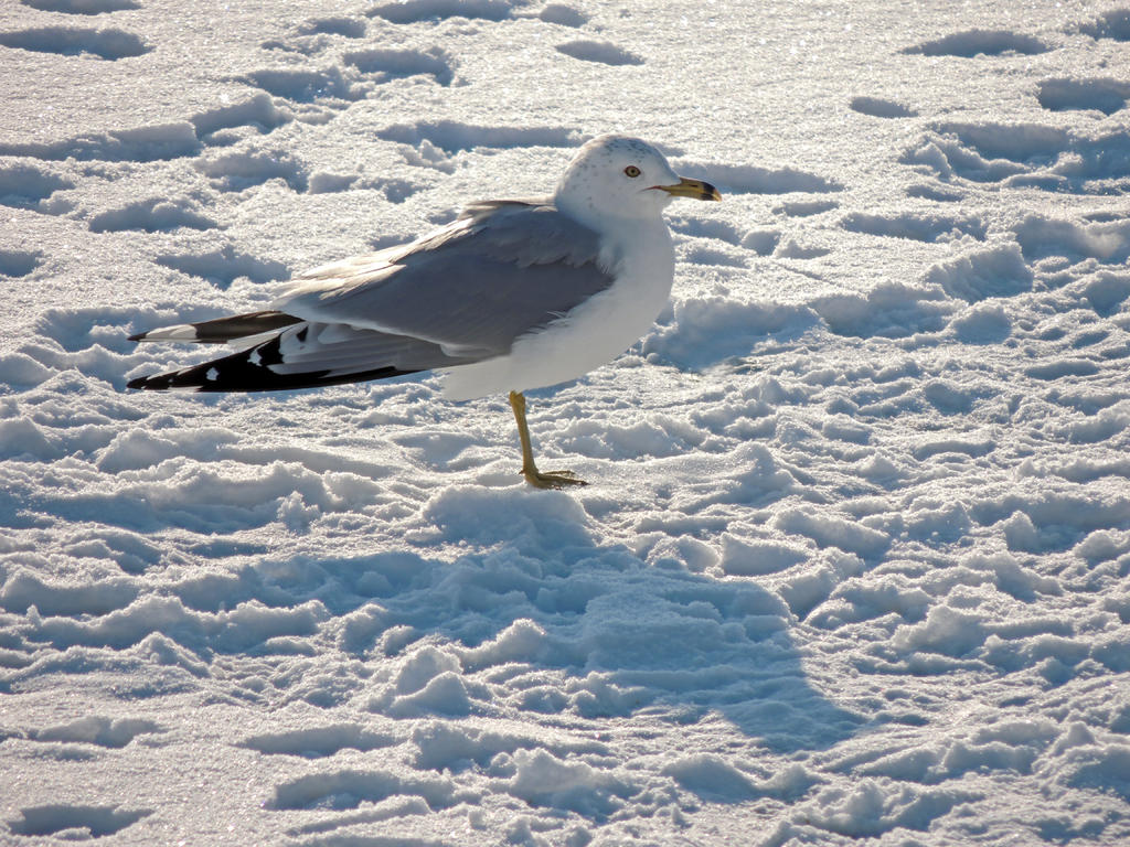 DSCN9305.jpg