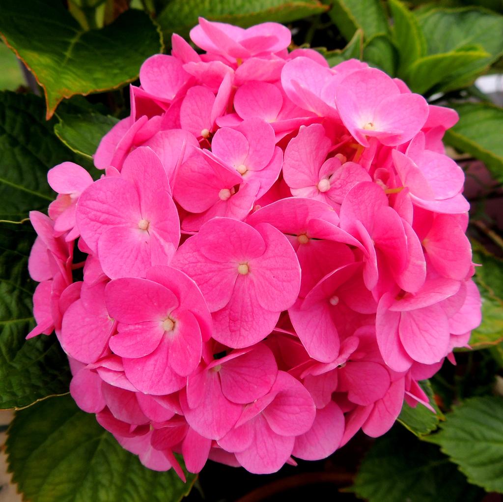 DSCN9326.jpg